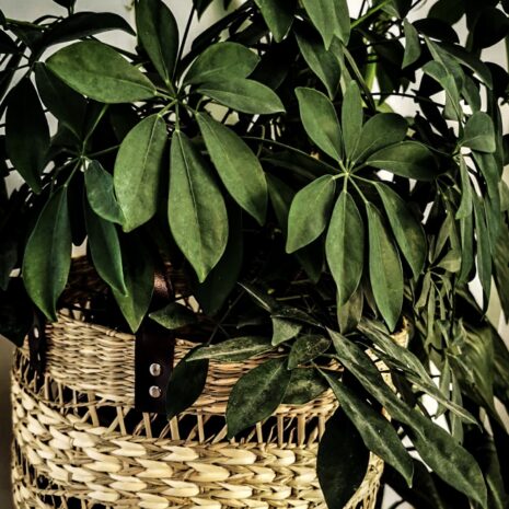 cos-impletit-manual cos-impletit-manual